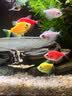 NORVIR【顺丰】日本黄粉鱼粉水族用品观赏鱼金鱼药粉龙鱼锦鲤水质调 【顺丰】黄粉100g/包【渔场版】 实拍图