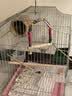獒少保鸟笼鹦鹉专用鸟笼大号家用八哥鹦鹉笼子金属电镀加粗豪华鸟别墅 电镀银豪华套餐 大号56*32*31cm 实拍图