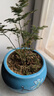 文竹盆栽绿植花卉盆景植物室内客厅水培文松云竹文竹大苗四季常青 小文竹【1颗】原盆原土球发货 高度15-25cm 实拍图
