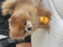 皇家狗粮 老年犬狗粮犬粮宠物小型犬SPR27全价犬粮≥8岁7KG 实拍图