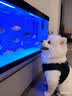 麦富迪狗狗零食 奢华营养鸭肉干400g成幼犬磨牙训练奖励解馋宠物零食 实拍图