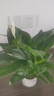 年宵花【热销款】白掌一帆风顺盆栽水培植物绿植过年装饰摆件年货 【店主推荐】特级白掌6-8株带花+早安盆+营养液 实拍图