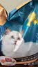 亿迪 冻干猫粮幼猫成猫10斤全价布偶蓝猫英短成年全阶段 实拍图