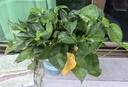 京东绿植绿萝盆栽除甲醛花卉绿植办公室新房净化空气180加仑4盆装源头直发 实拍图