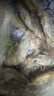 特大号厄瓜多尔海水王牌大虾20/30/40/50盐冻南美白虾3斤原装礼盒 王牌大虾南美白对虾【30/40】 3斤(净重)  大约45只-60只 实拍图
