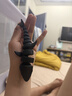 拓竹P2SC 3D打印机器儿童礼物大尺寸FDM家用桌面打印机高精度高速AI监测外吸气冷却烘干 P2S 多色套装 实拍图