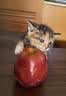 凯锐思猫粮鲜肉幼猫猫粮1-12月奶糕助力免疫鲜肉冻干双拼幼猫粮 【1-4月母乳营养】离乳奶糕粮6斤 实拍图