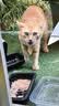 皇家猫粮 室内成猫粮 I27 通用粮 12月以上 10KG 实拍图