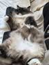 藻趣儿 猫粮 藻趣儿通用成猫粮 【推荐】三文鱼通用成猫粮 10kg 实拍图