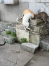 朗亲猫粮优护全价成猫粮蓝猫布偶全猫种通用型猫干粮10kg 实拍图