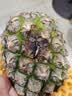 广东徐闻香水菠萝新鲜水果生鲜热带孕妇水果整箱包邮 【限时低价】1个装  净重650g起 实拍图