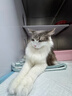 尾巴生活（FURRYTAIL）全价生骨肉掰掰杯cup35g*8  猫罐头成猫幼猫兔肉白火鸡鸭肉白条鸽 实拍图