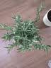 花翁红掌盆栽鸿运当头绿植室内桌面植物耐阴年宵花卉净化空气源头直发 实拍图