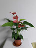 花翁红掌盆栽鸿运当头绿植室内桌面植物耐阴年宵花卉净化空气源头直发 实拍图