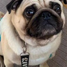 疯狂小狗狗粮幼犬成犬全价粮10kg 金毛泰迪中大型小型通用鸭肉梨20斤 实拍图