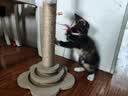 欢宠网猫抓柱猫抓板猫爬架猫玩具猫咪立式剑麻自嗨解闷神器猫猫小猫幼猫 实拍图