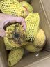 四川攀枝花青黄皮凯特芒新鲜上市芒果热带果园生鲜新鲜水果非榴莲 带箱9斤（净重8.4斤）单果200g+ 实拍图