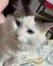 宝诺滋猫粮全价无谷鲜肉夹心泡芙猫粮乳鸽兔肉鳕鱼成猫幼猫专用猫粮 【限量抢购】混合口味试吃装30g*6袋 实拍图