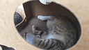 HELLOJOY猫抓板猫窝一体耐抓耐磨不掉屑大号双层瓦楞纸箱屋沙发磨爪猫玩具 实拍图