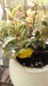 海蒂的花园花叶络石四季常绿好养观叶垂吊植物阳台室内绿植盆栽源头直发包邮 花叶络石14cm 含盆 实拍图