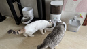 霍曼（Homerun）宠物智能自动喂食器猫粮定时猫咪自动投食机不锈钢双碗增高版PF20 实拍图