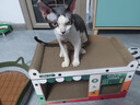 星益生趣（STELLA&CHEWY'S）进口猫粮SC冻干猫粮成猫猫粮幼猫无笼散养鸡肉猫粮 2.5lb/1.13kg 实拍图