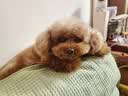 NOW FRESH狗粮 无谷小型犬全犬幼犬四叶草进口狗粮泪痕管理11.3kg-效期27/3 实拍图