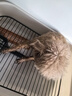 HELLOJOY狗厕所中型小型犬专用防踩屎便盆尿尿盆非不锈钢大小便神器狗砂盆 实拍图