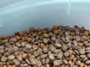 好主人猫粮 幼猫猫粮 室内天然粮 全价幼猫粮通用鸡肉味 2.5kg/5斤 实拍图