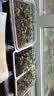 简诗多肉植物盆栽肉办公室内桌面新手小套餐绿植花卉仙人掌带盆diy景 北欧6盆组合（植物可自选） 实拍图