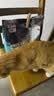 亿迪猫粮全价成猫幼猫冻干全阶段5斤布偶蓝猫英短橘猫通用小包装2.5kg 实拍图