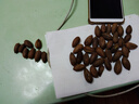 华味亨开口香榧400g/罐嵊州诸暨特产大颗粒易剥坚果炒货零食送礼 实拍图