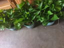 京东绿植绿萝盆栽除甲醛花卉绿植办公室新房净化空气180加仑4盆装源头直发 实拍图