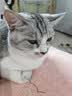 优趣猫粮全价粮通用成猫幼猫粮成年猫高蛋白营养天然英短蓝猫 无谷鲜肉粮cp40%高蛋白1.5kg*2袋 实拍图