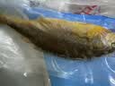 海名威宁德三去大黄鱼 对半厚切黄花鱼 净重700g/2片 海鲜海鱼 生鲜鱼类 实拍图