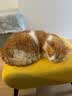 麦富迪猫罐头 barf霸弗主食猫罐头猫咪零食湿粮成幼猫呵护泌尿45g*12罐 实拍图