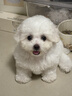 皇家狗粮 幼犬狗粮 宠物 小型犬 MIJ31 全价犬粮 2-10月 2KG 实拍图