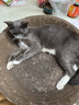 疯狂的主人 猫抓板窝超大号猫玩具猫爪板猫抓盆不掉屑猫窝碗形圆形瓦楞纸 实拍图
