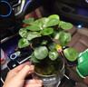 花翁小盼菩提苔藓球水培绿植物盆栽办公室内桌面好养易活花卉源头直发 实拍图