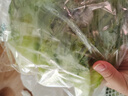 散叶生菜约400g 实拍图