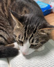 麦富迪猫粮 超肉粒冻干双拼成猫粮美毛护肠三文鱼10kg/20斤【宠物金选】 实拍图