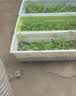 贡苑薄荷叶茶【保鲜铁罐310g】清凉新鲜干薄荷可食用搭菊花柠檬泡水喝 实拍图