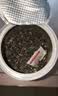 艺福堂绿茶 2026新茶江苏原产明前碧螺春特级精选70g 高山云雾罐装茶叶 实拍图
