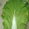 良知农哥【顺丰/JD】东北新鲜白菜叶饭包大白菜叶子打包 新鲜蔬菜 40片菜叶+酱 【顺丰/JD陆运】 实拍图