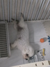 凯锐思比熊狗粮 幼犬成犬专用白色美毛比熊犬专用粮奶糕2kg 实拍图