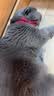 灵宠物语猫玩具猫项圈可调节大小猫咪外出逗猫牵引绳逗猫猫宠物用品 实拍图