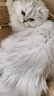 雪貂留香猫咪沐浴露宠物香波貂油系列升级款洗护一体抑菌驱螨520mL 实拍图
