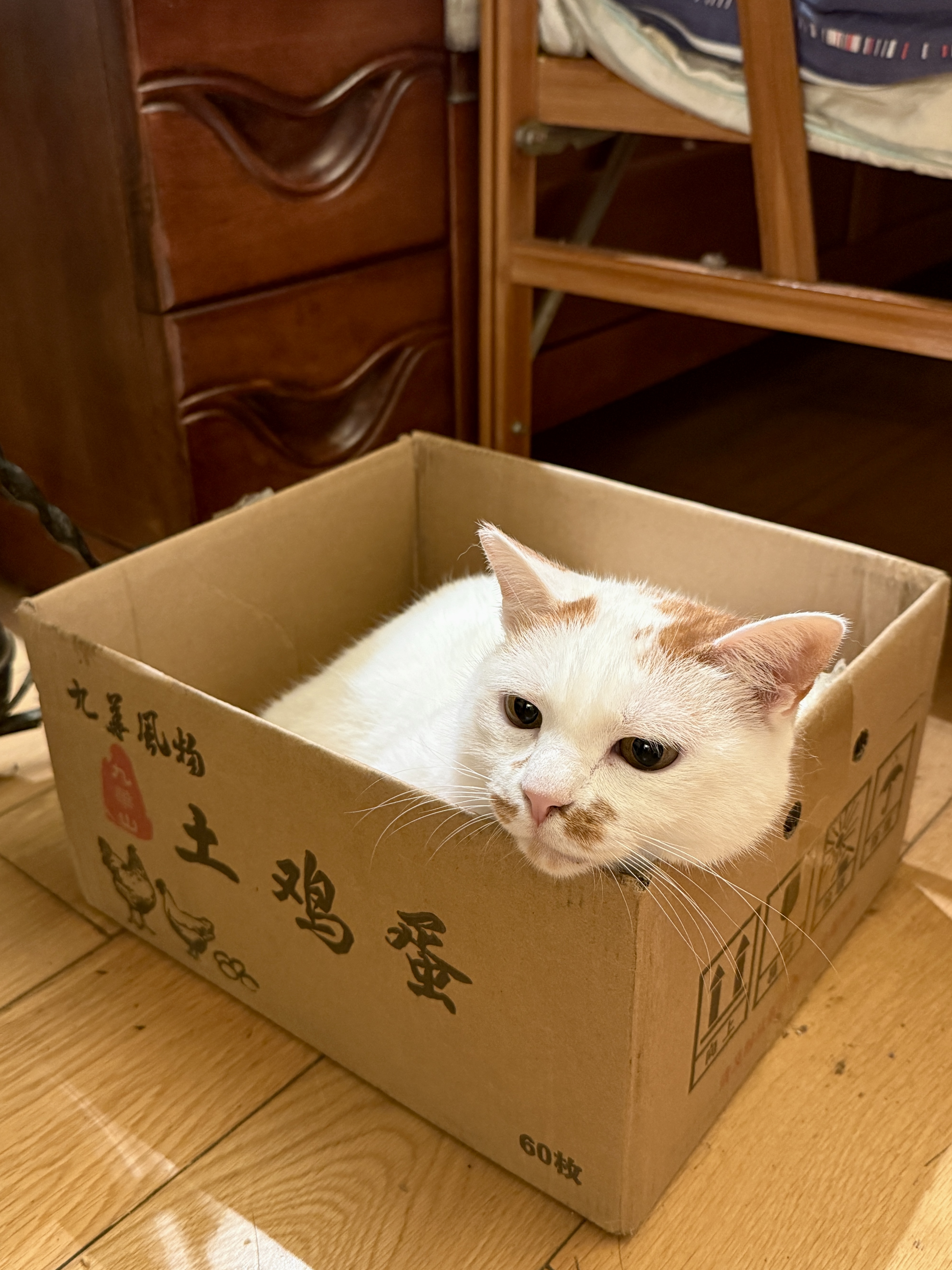 洁珊猫砂  膨润土猫砂 猫咪清洁猫沙 9L 实拍图