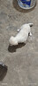 荣郁 中华田园犬家养幼犬土狗小狗大黄狗纯黑小白狗体活体种狗 田园级 白色田园犬 公母备注 实拍图