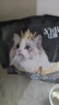 亿迪猫粮冻干幼猫成猫10斤全价英短蓝猫布偶老年猫国产通用全阶段5kg 实拍图